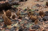 Morchella sextelata image