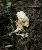 Ramariopsis kunzei image