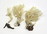 Ramariopsis kunzei image