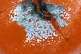 Penicillium italicum image