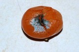 Penicillium italicum image