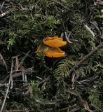 Sowerbyella rhenana image