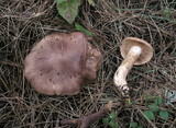 Tricholoma imbricatum image