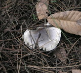 Tricholoma saponaceum image