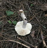 Tricholoma saponaceum image