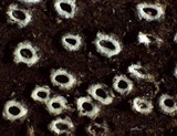 Stictis radiata image