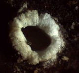 Stictis radiata image