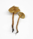 Rhodocybe nitellina image