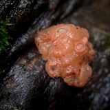 Craterocolla cerasi image