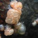 Craterocolla cerasi image