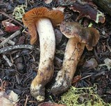 Cortinarius vernalisierraensis image