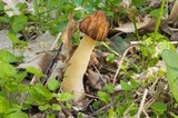 Morchella punctipes image