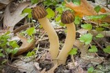 Morchella punctipes image