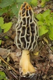 Morchella diminutiva image