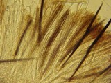 Trichoglossum hirsutum image