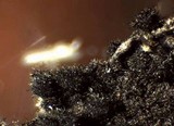 Lasiosphaeris hirsuta image
