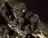 Lasiosphaeris hirsuta image