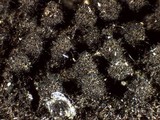 Lasiosphaeris hirsuta image