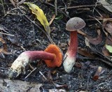 Boletus barragensis image