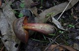 Boletus barragensis image