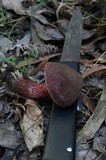 Boletus barragensis image