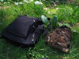 Morchella americana image