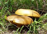 Phlebopus sudanicus image