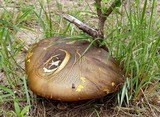 Phlebopus sudanicus image