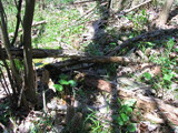 Morchella americana image