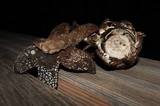 Astraeus pteridis image
