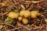 Kuehneromyces lignicola image