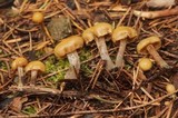 Kuehneromyces lignicola image