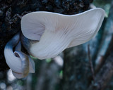 Omphalotus nidiformis image