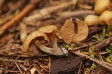 Kuehneromyces lignicola image