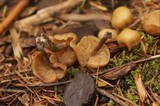 Kuehneromyces lignicola image