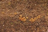 Kuehneromyces lignicola image
