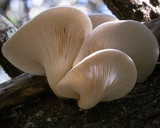 Omphalotus nidiformis image