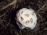 Clathrus crispus image