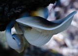 Omphalotus nidiformis image