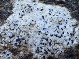 Arthonia arthonioides image