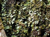 Normandina pulchella image