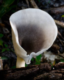 Omphalotus nidiformis image