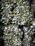 Normandina pulchella image