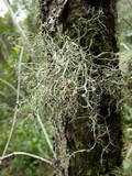 Ramalina calicaris image