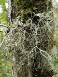 Ramalina calicaris image