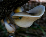 Omphalotus nidiformis image