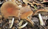 Psathyrella rugocephala image