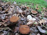 Psathyrella rugocephala image