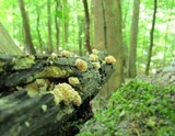 Xylaria cubensis image