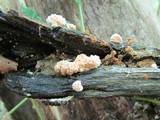 Xylaria cubensis image